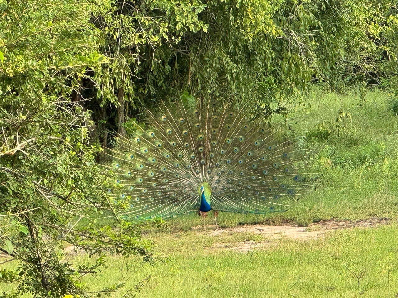 Peacock